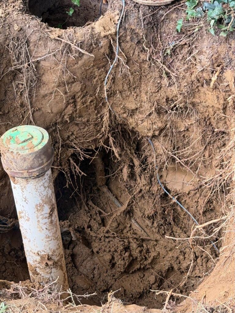 Tree roots wrapped around an exposed sewer line